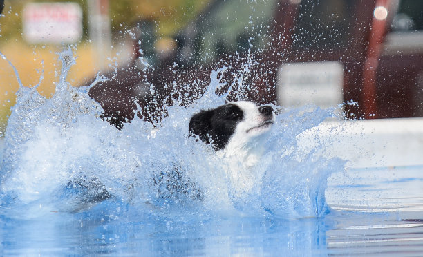 边境牧羊犬跳入水中图片下载