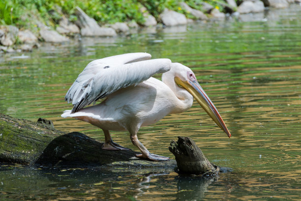 大白鹈鹕，鹈鹕图片下载
