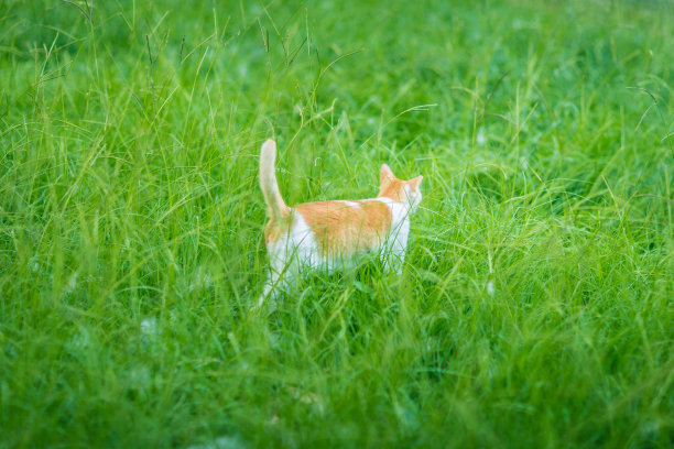 草里的姜猫图片下载