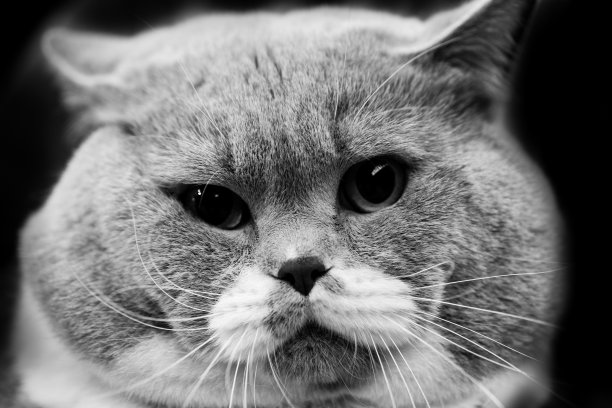 可爱的猫-黑白动物肖像图片下载