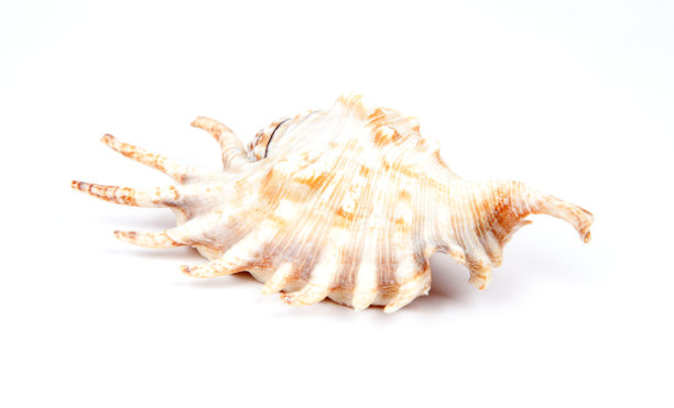 海贝壳图片下载