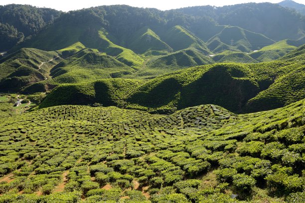 马来西亚卡梅隆高地茶园的绿色模式图片下载