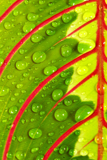 叶与滴图片下载