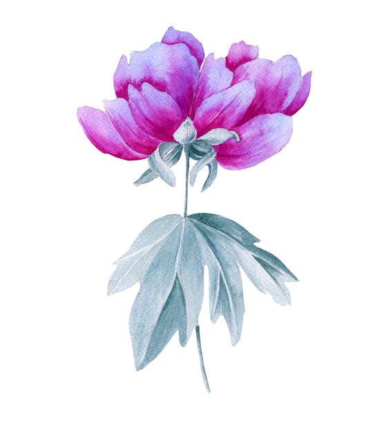 枝上的牡丹。孤立在白色背景上。素材图片