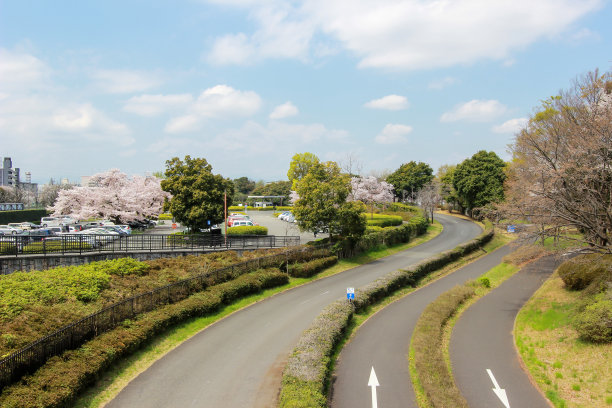 东京的自行车道和樱花树图片下载