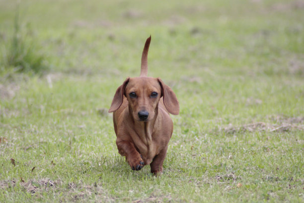 迷你腊肠犬图片下载