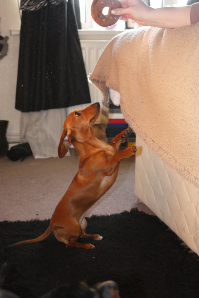 迷你腊肠犬图片下载