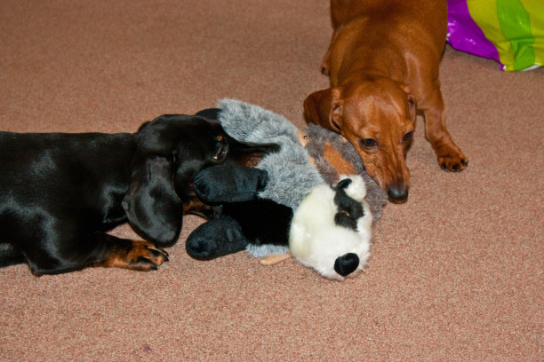 迷你腊肠犬图片下载