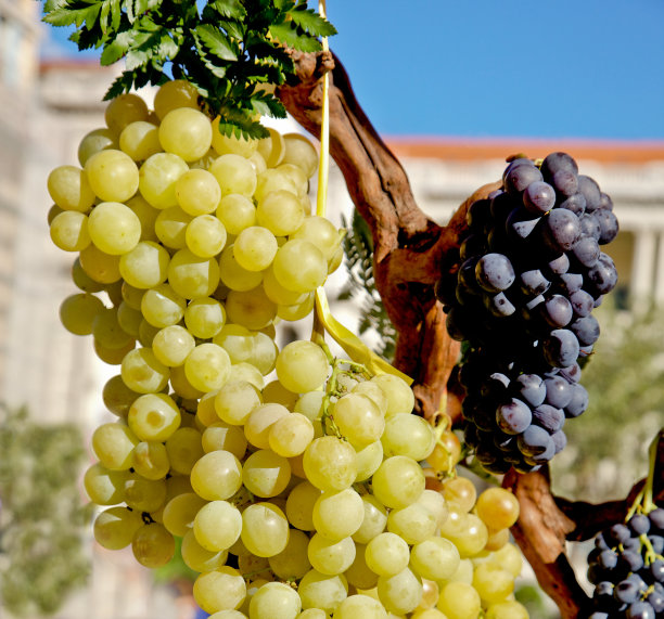 绿葡萄和蓝葡萄图片下载