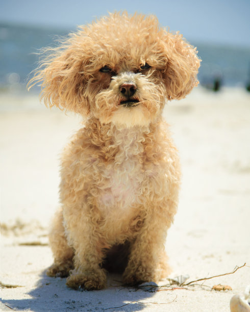 玩具贵宾犬图片下载