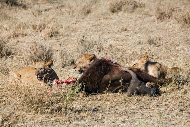 动物狮子图片下载