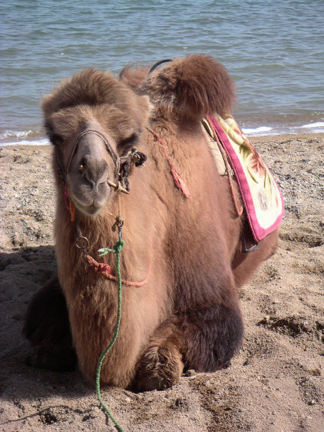 别打扰我!图片下载