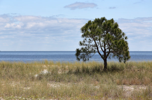 空旷的沙滩上一棵孤零零的小松树图片下载