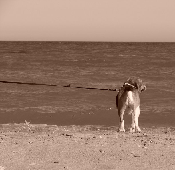 小猎犬的狗图片下载