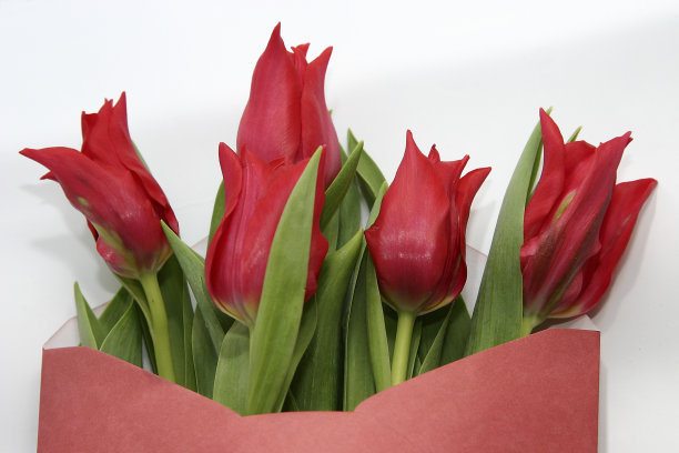 红色郁金香图片下载