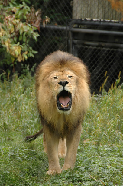 雄狮怒吼图片下载