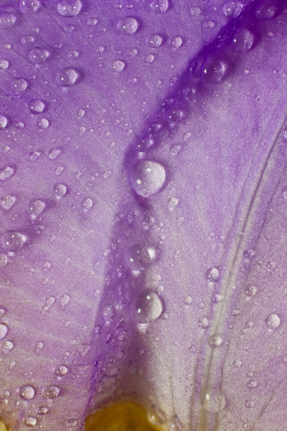 潮湿的虹膜图片下载