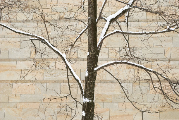 冬天的树图片下载