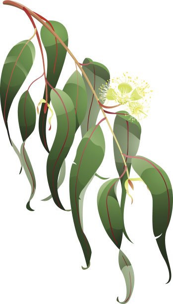 桉树分支图片下载