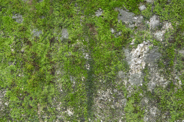 墙上的苔藓图片下载