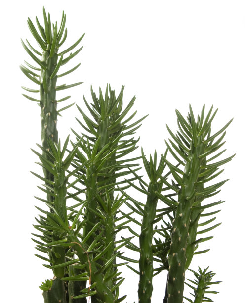 肉质孤立在白色背景上图片下载