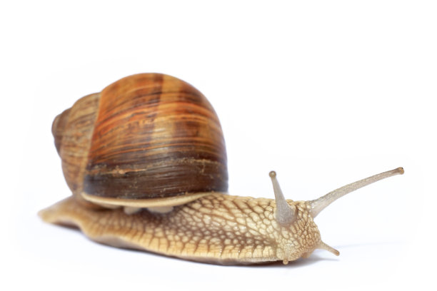 花园蜗牛图片下载