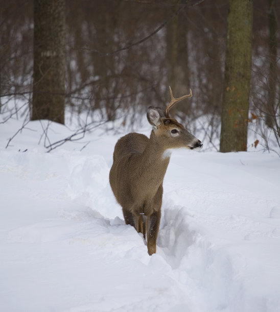 丢失的帽子图片下载