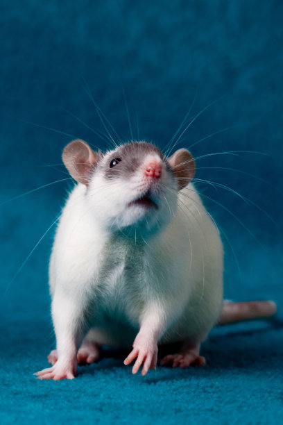 可爱的小老鼠图片下载