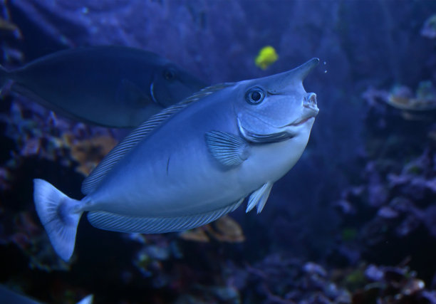 独角兽鱼图片下载