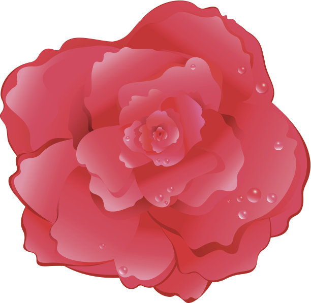 矢量红玫瑰与水珠。图片下载