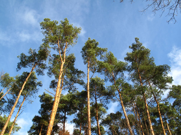 皇冠的树木图片下载