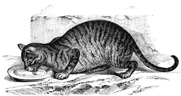 家养猫图片下载