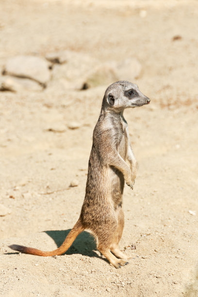 猫鼬 & QUOT; Suricata suricatta & QUOT;图片下载