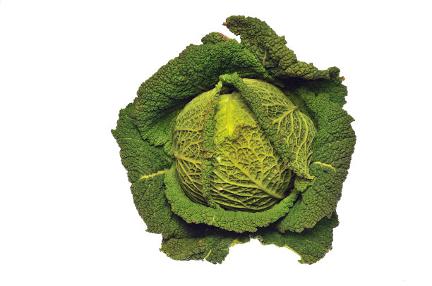 卷心菜图片下载