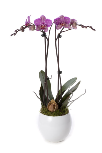 帕莱诺普西斯兰花图片下载