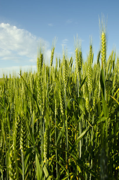 小麦文化图片下载