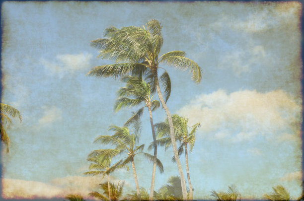 的手掌图片下载