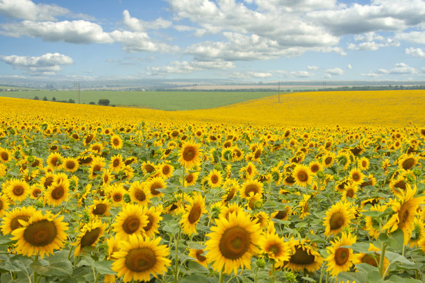 向日葵田图片下载