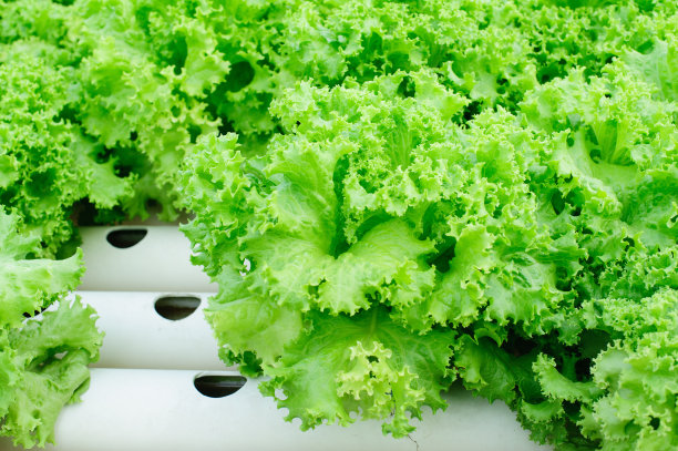 蔬菜沙拉图片下载