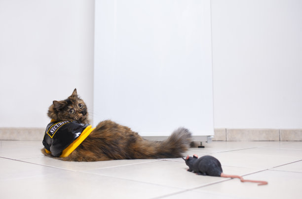 安全的猫图片下载