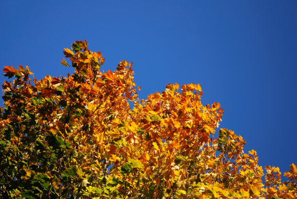 秋天的落叶图片下载