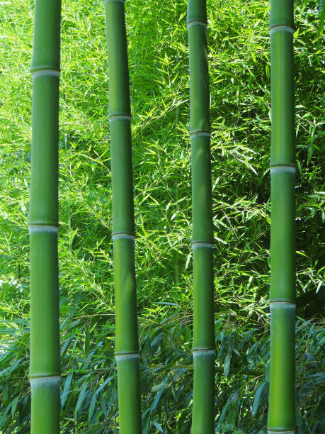 竹林图片下载