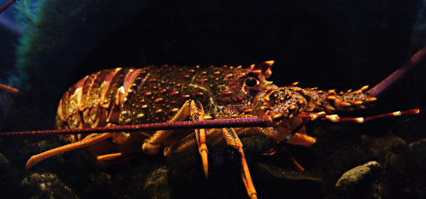 尖刺状的岩石龙虾图片下载