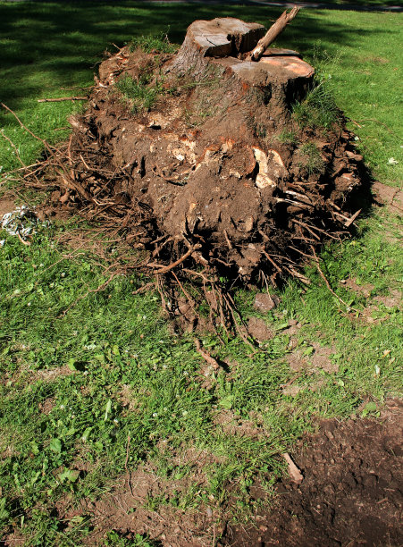 被连根拔起图片下载