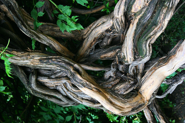 扭曲的树图片下载