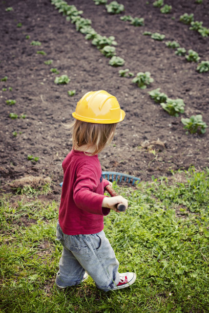 可爱的小男孩在自家的有机花园里种土豆图片下载