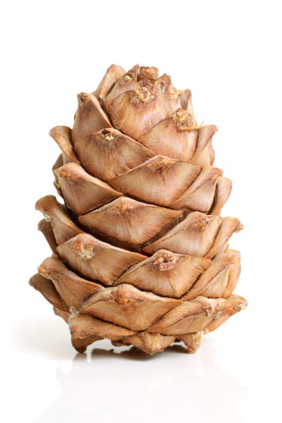 西伯利亚的松果图片下载