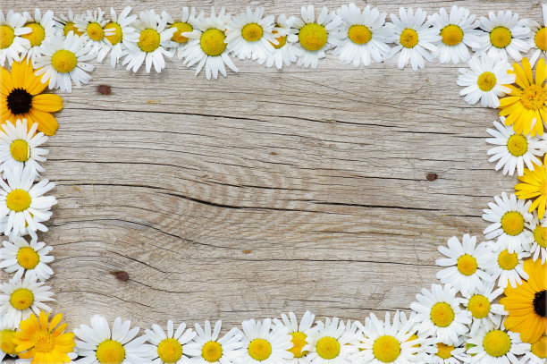 框架从甘菊图片下载