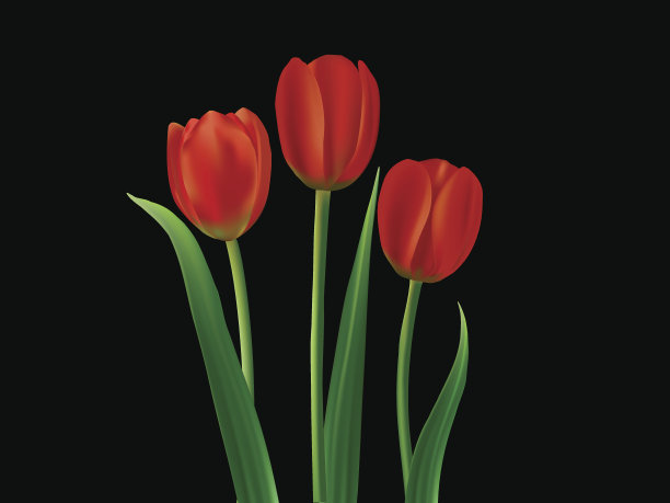 红色郁金香图片下载