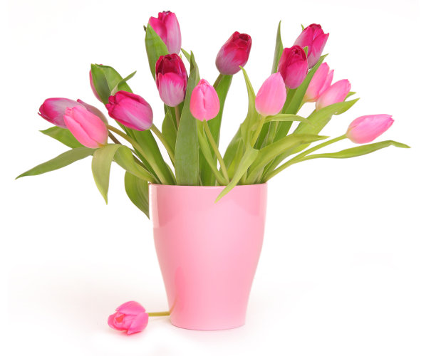 郁金香在白图片下载